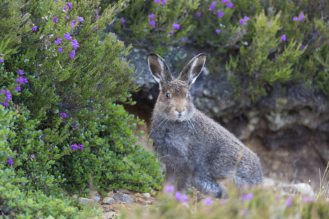 Mountain Hare (Lepus timidus) adult, summer coat, sitting amongst heather, Lochindorb, Strathspey, Morayshire, Highlands, Scotland, July