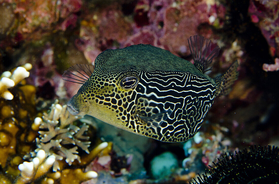 Reticulate Boxfish (Ostracion solorensis) adult female, Mimping, Candidasa, Bali, Lesser Sunda Islands, Indonesia, August