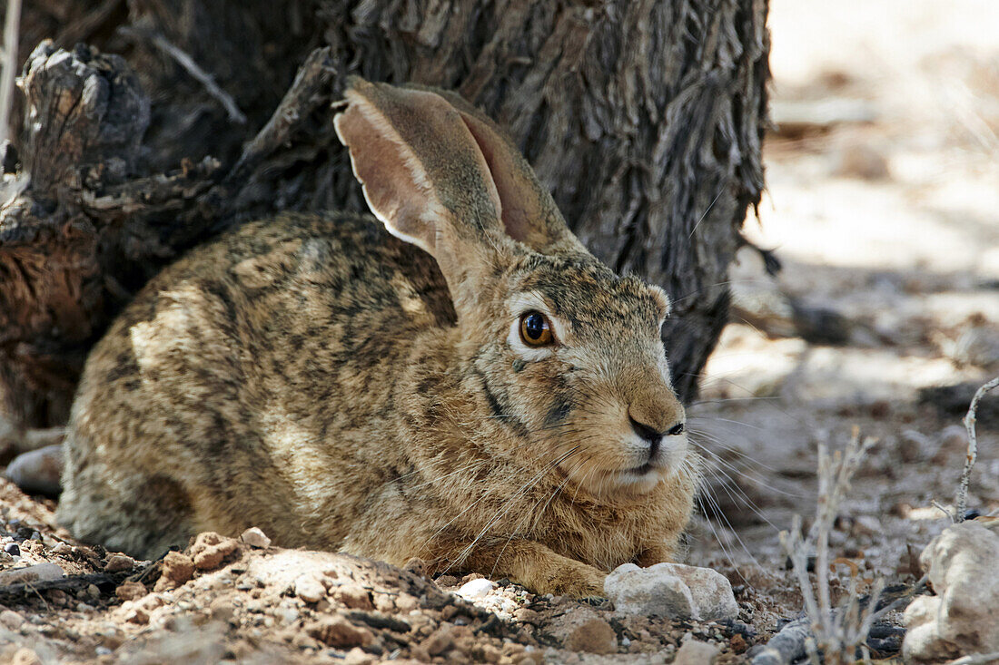 Cape Hare (Lepus capensis) adult, resting in shade of tree, Kalahari Gemsbok N.P., Kgalagadi Transfrontier Park, Northern Cape, South Africa, December