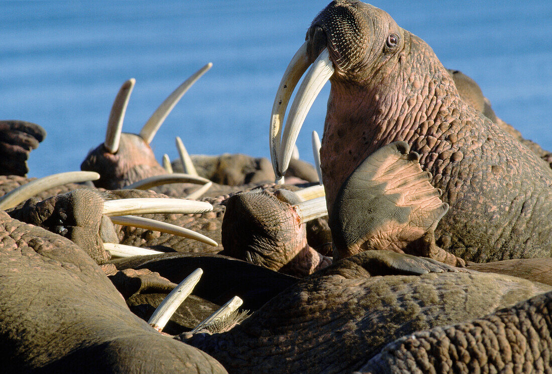 Pacific Walrus (Odobenus rosmarus divergens) colony, Siberia, Russia