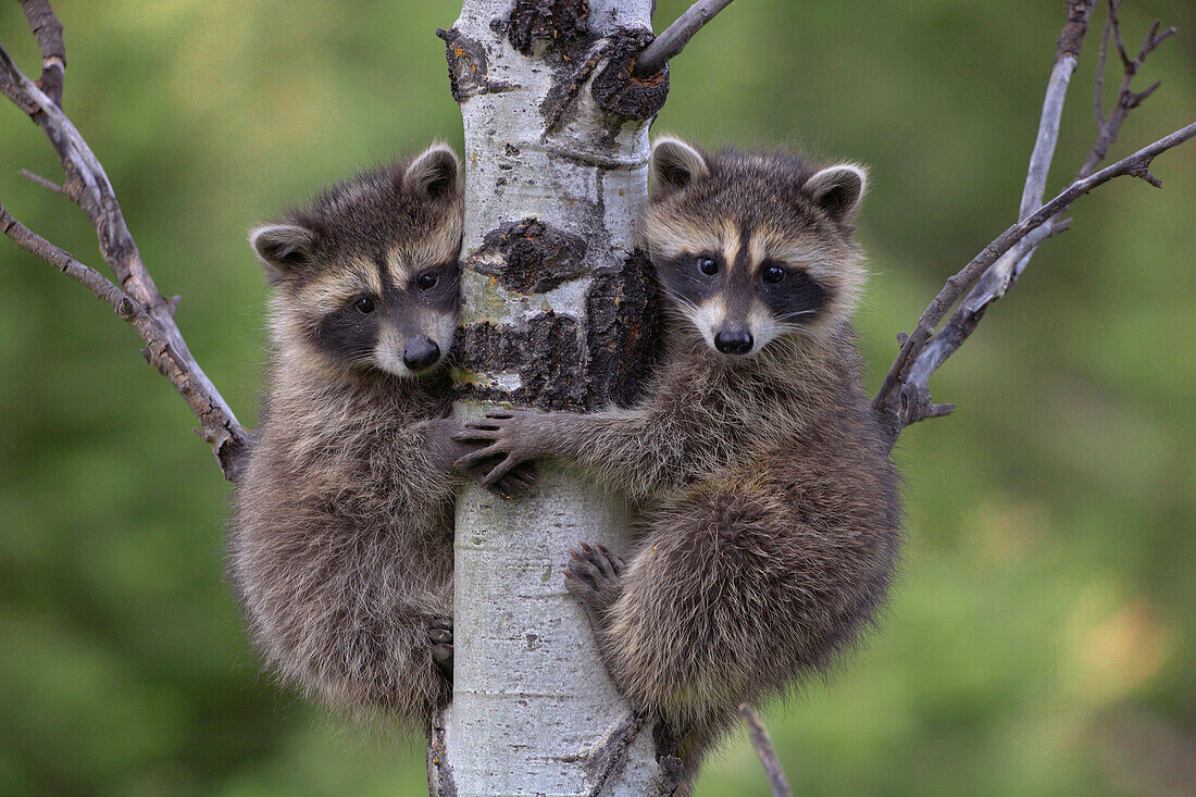 Raccoon (Procyon Lotor) two babies climbing tree, North America