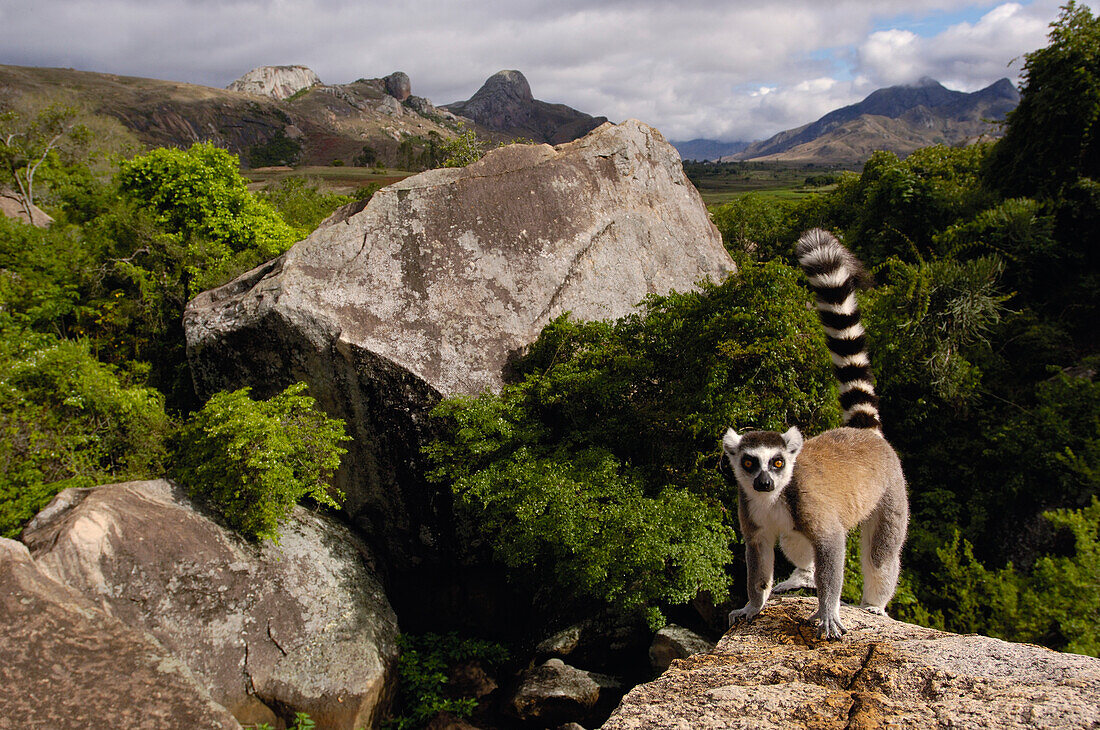 Katta (Lemur catta), verletzlich, mit Blick auf das Andringitra-Gebirge, südliches Zentrum Madagaskars