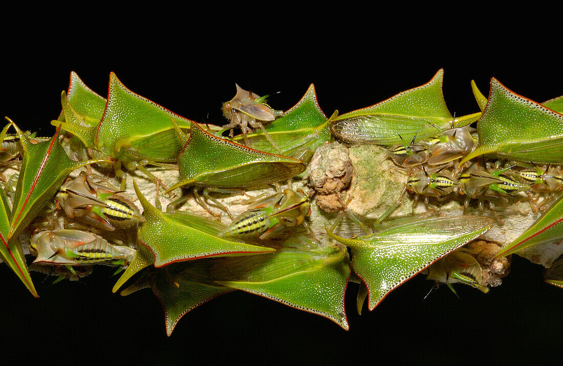 Treehopper (Umbonia sp) adults and nymphs, Mindo cloud forest, western slopes of the Andes, Ecuador