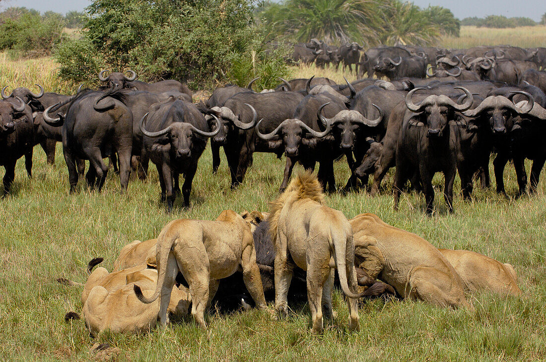 African Lion (Panthera leo) group feeding on Cape Buffalo (Syncerus caffer), Africa