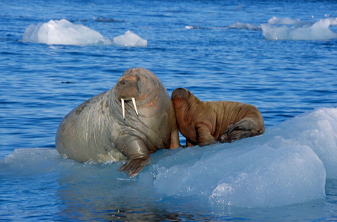 Atlantic Walrus (Odobenus rosmarus rosmarus) parent with young on ice floe, Spitsbergen, Norway