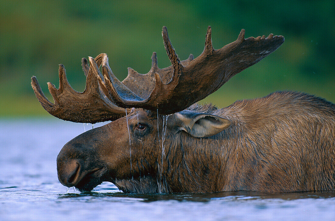 Alaska Moose (Alces alces gigas) bull with water dripping from antlers after feeding in glacial kettle pond, Denali National Park and Preserve, Alaska