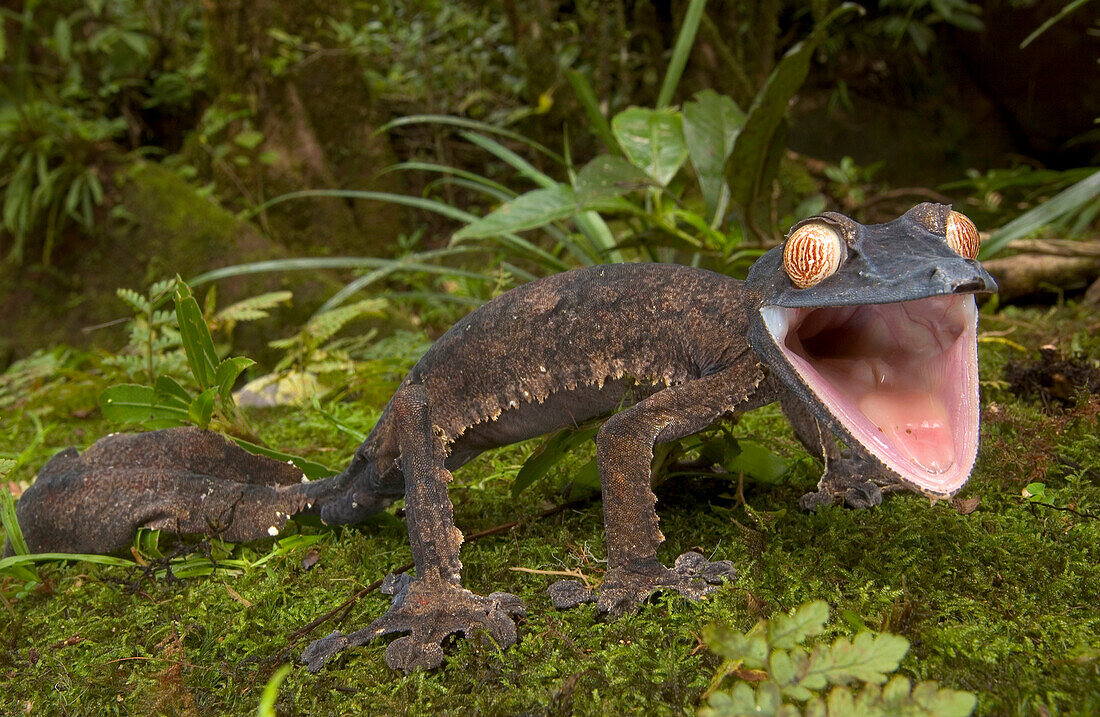 Common Flat-tail Gecko (Uroplatus fimbriatus) its mouth is fitted with more teeth than that of any other land animal, to help capture frogs and other small, slippery animals, Madagascar