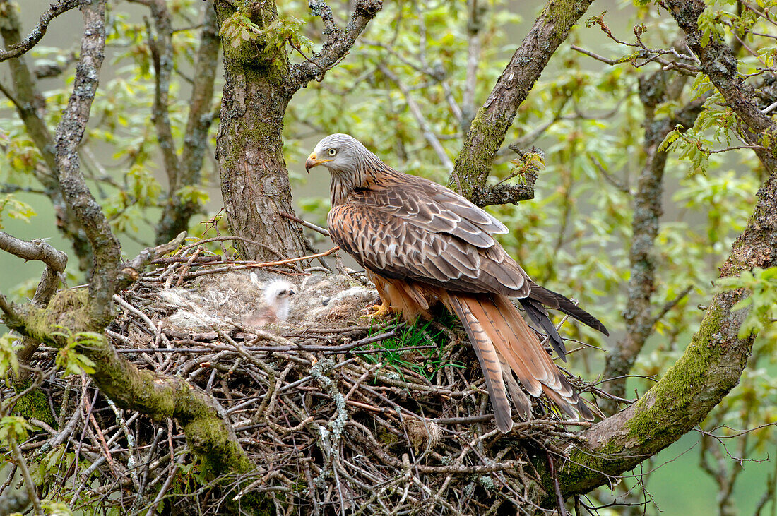 Red Kite (Milvus milvus) at nest with chicks, Wales, England