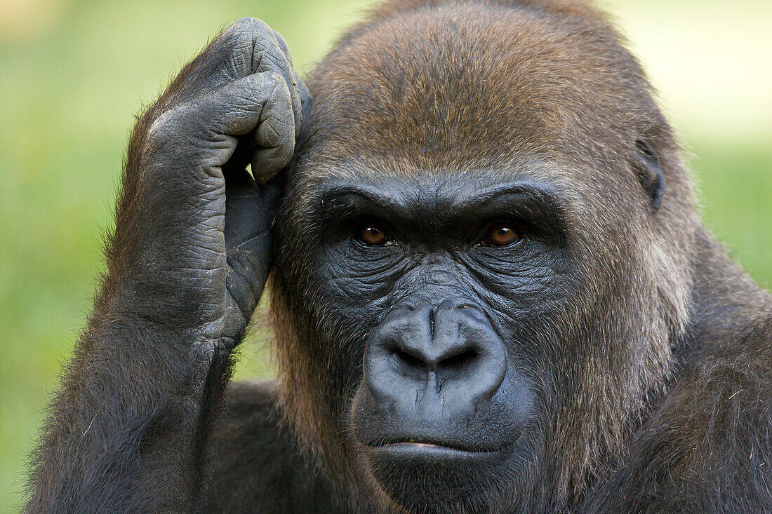 Western Lowland Gorilla (Gorilla gorilla gorilla) scratching its head, native to Africa