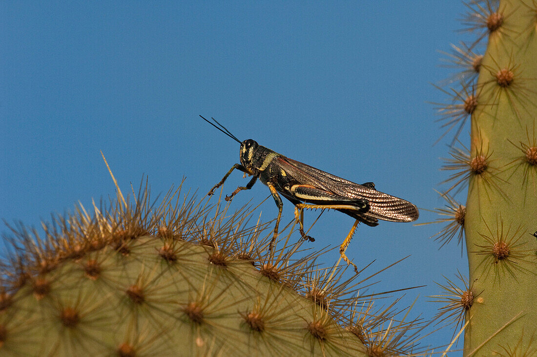Small Painted Locust (Schistocerca literosa) on cactus spines, Puerto Ayora, Santa Cruz Island, Galapagos Islands, Ecuador