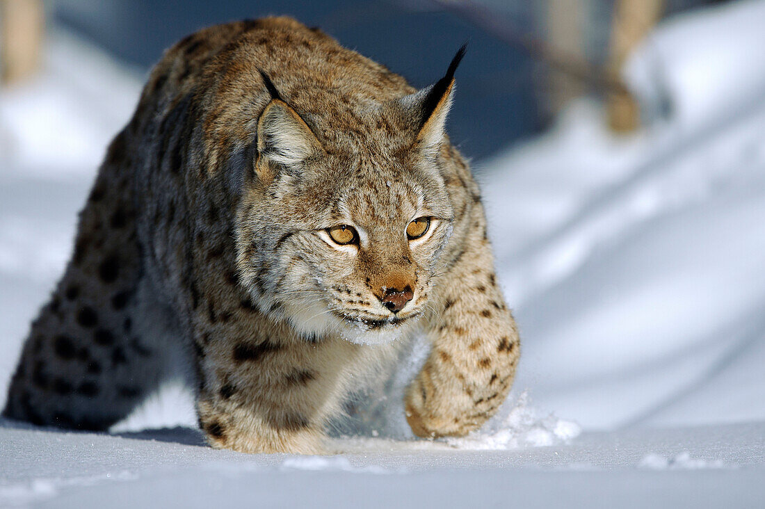 Eurasian Lynx (Lynx lynx) in snow, Flatanger, Norway