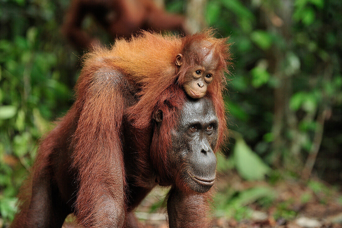 Orangutan (Pongo pygmaeus) baby riding on motheras back, Camp Leakey, Tanjung Puting National Park, Borneo, Indonesia