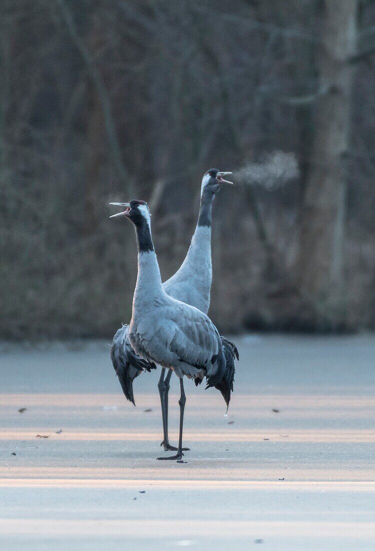 Cranes are standing on a frozen lake in Germany at the blue hour