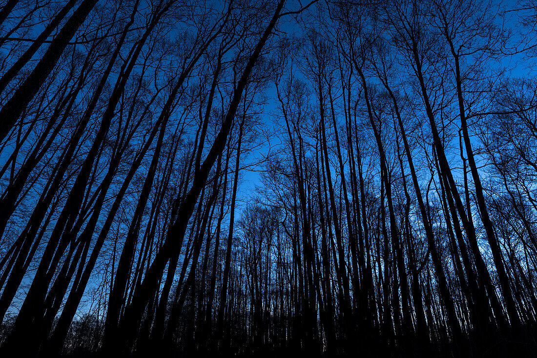 Winterlandschaft Wald im Moor zur Blauen Stunde vor Sonnenaufgang