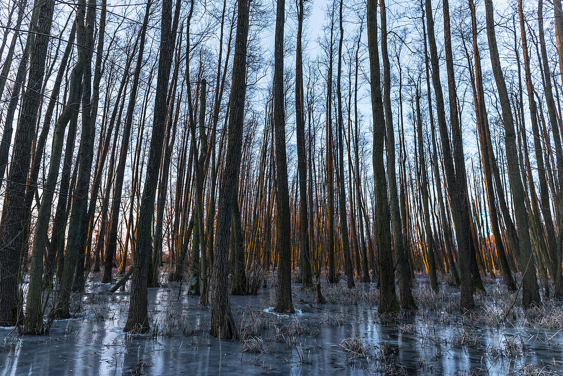 Winter landscape Forest in the moor at blue hour after sunrise