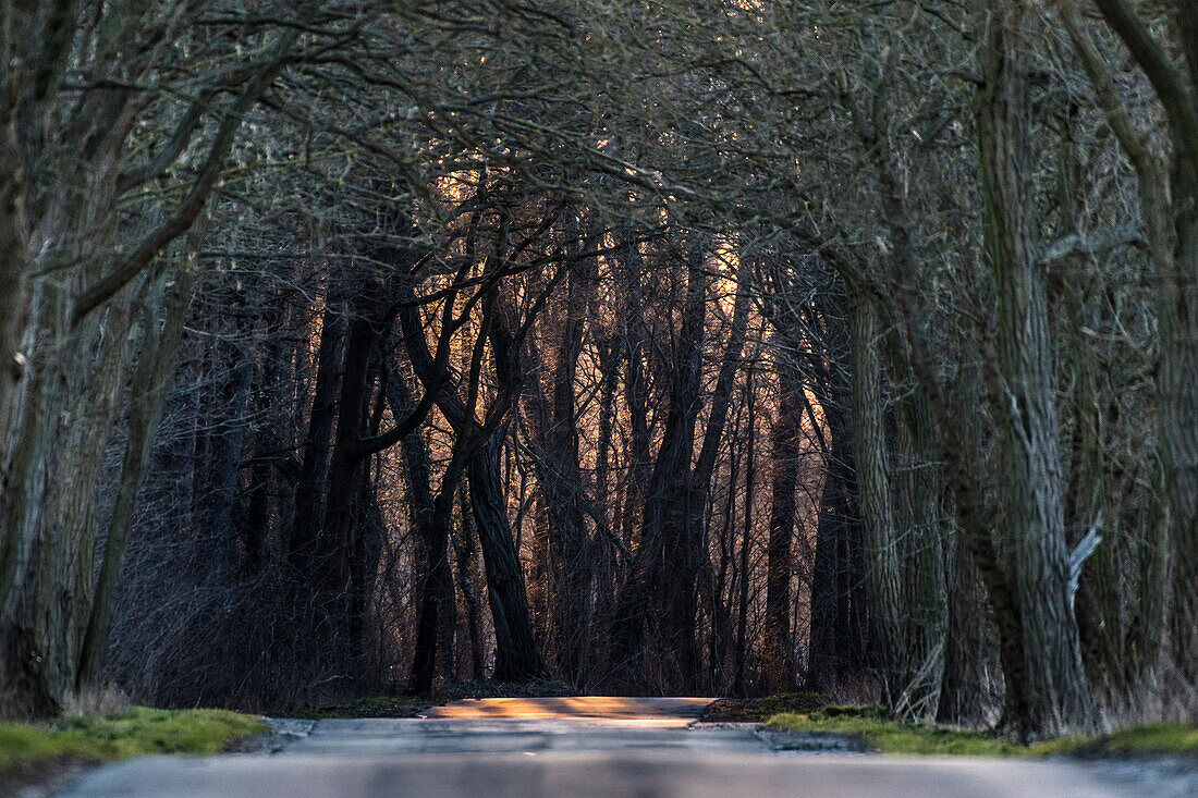 Allee zur Winterzeit während des Sonnenaufgangs in Brandenburg