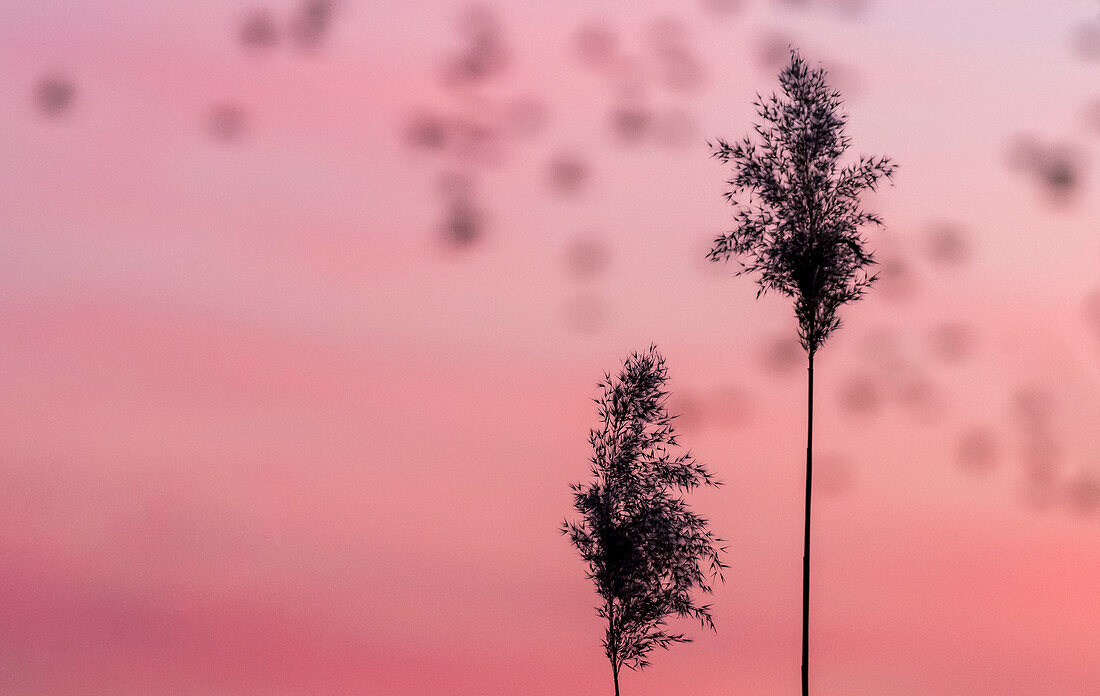 Reed silhouette in front of the red setting sun