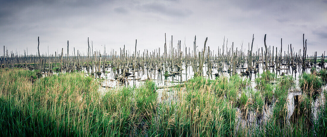 Panorama of a flooded wetland at the Baltic Sea