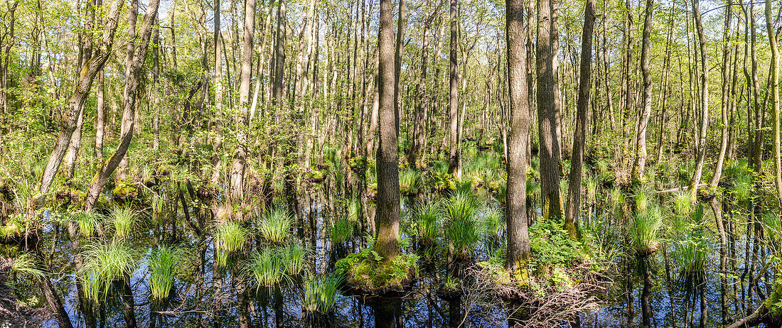 Panorama of a flooded, flooded wetland on the Baltic Sea