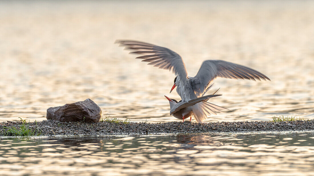 Common terns while mating at the nest