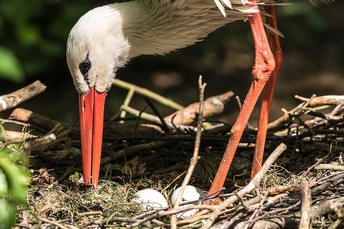 Close-up of white stork during egg care at the nest