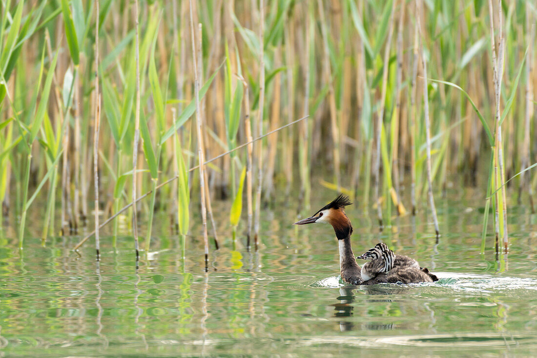 Great Crested Grebe with offspring on his back