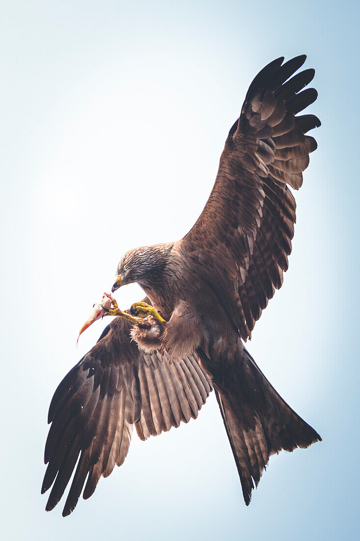 Red kite eats fish in the air