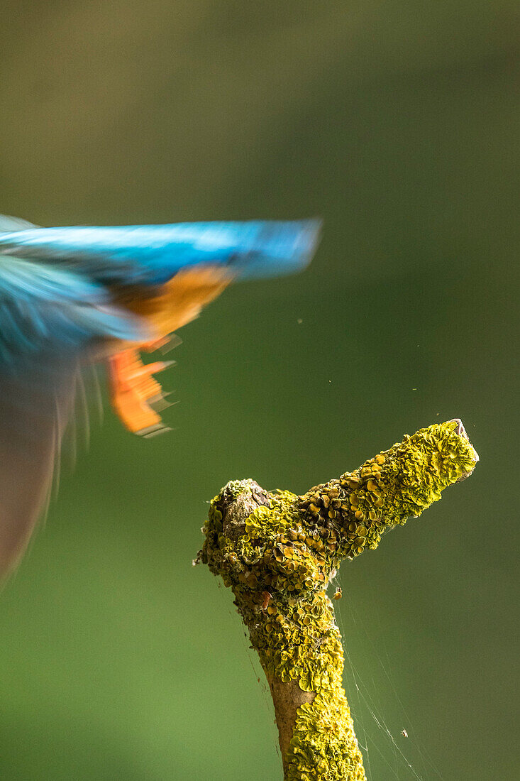 Dynamic close-up of the kingfisher as it flies out of the picture