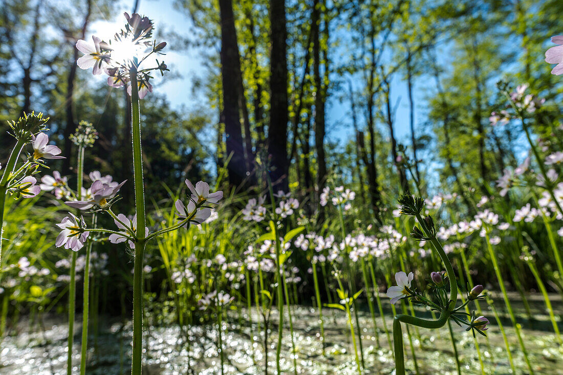 Wasserblumen in einem lichtdurchfluteten Sumpfgebietes