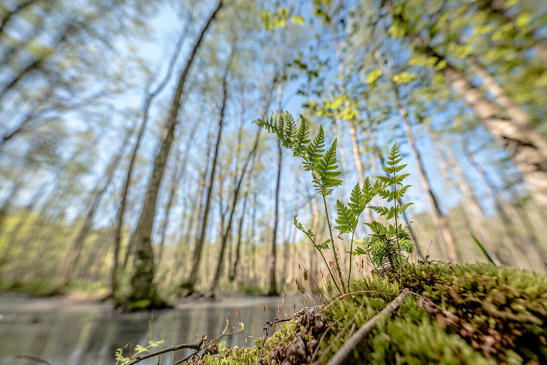 Moorland on the peninsula Zingst from the frog's perspective