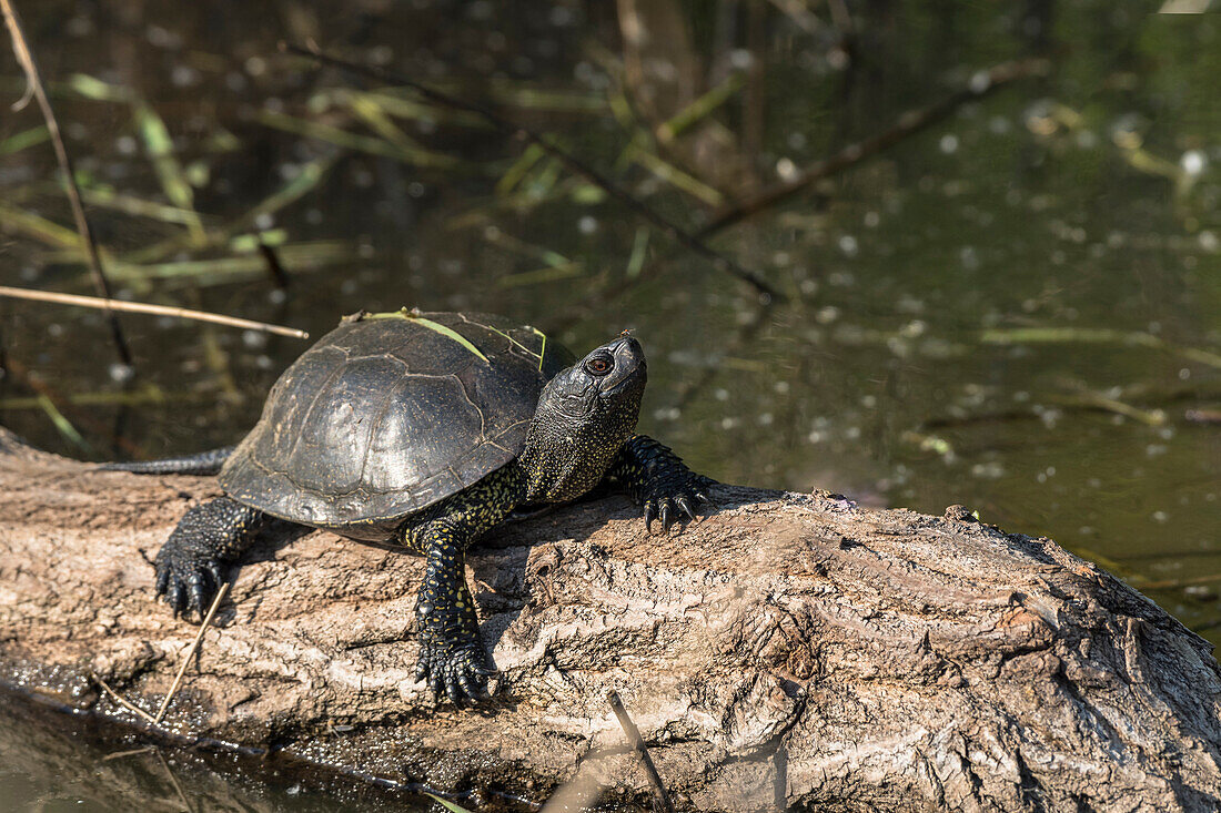 Seltene europäische Sumpfschildkröte (Emys orbicularis)