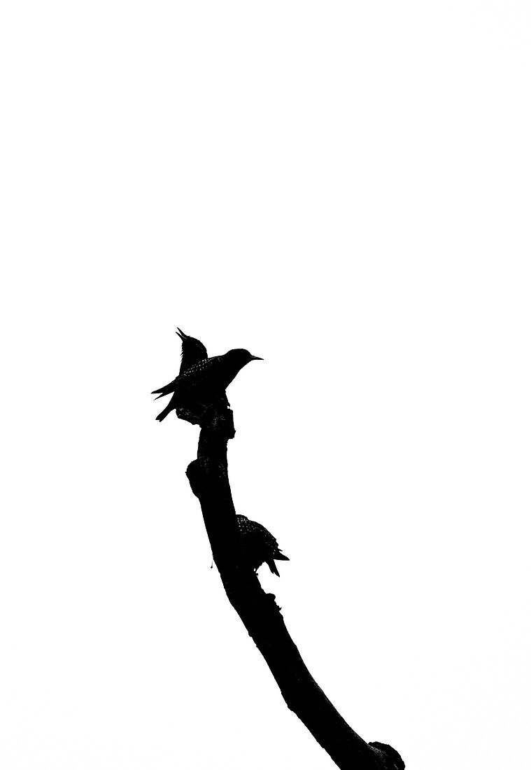 Silhouette of two small birds in black and white sitting on a branch