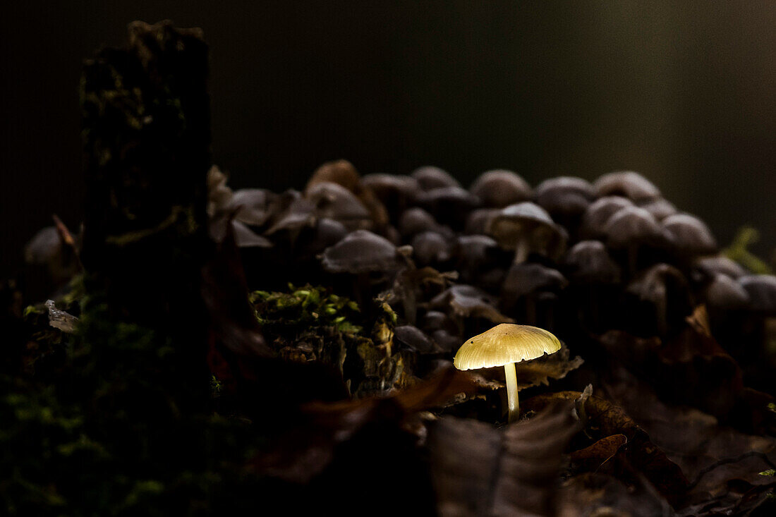 Luminous umbrella mushroom in the forest of the Spreewald