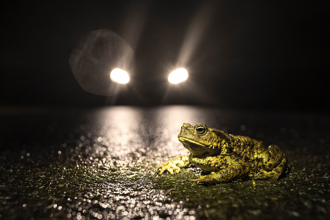 Toads on the streets and avenues of the Spreewald during road traffic