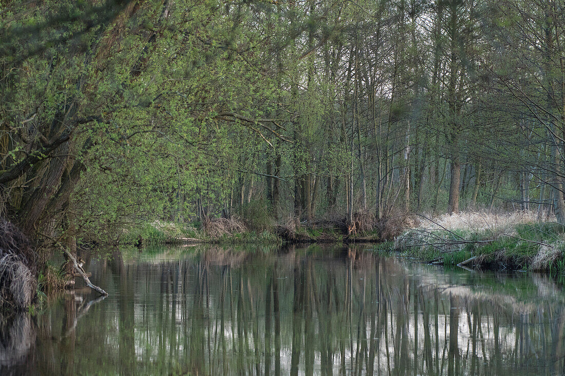 Flusslandschaft im Frühjahr vor dem Sonnenaufgang im Spreewald