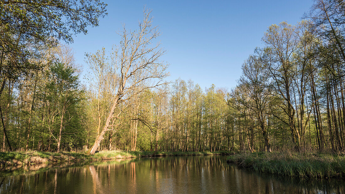 Flusslandschaft im Frühjahr bei Sonnenschein im Spreewald