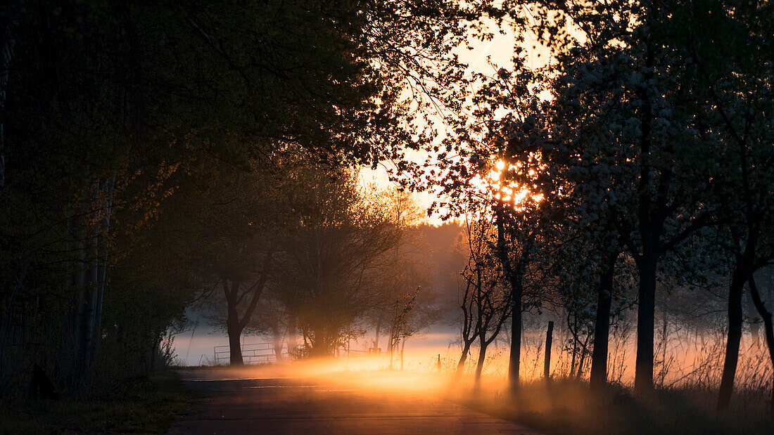 Avenue in Brandenburg to the sunrise in the morning mist
