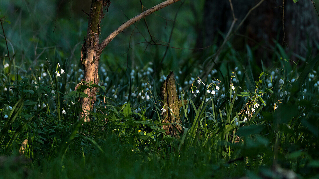 Schneeglöckchen werden von den letzten Sonnenstahlen im Wald beleuchtet