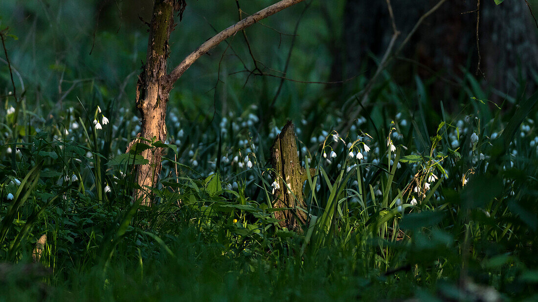 Snowdrops are lit by the last rays of sunlight in the forest