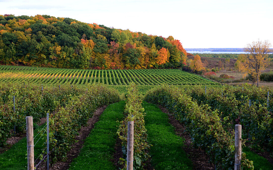 Wine field at Ottawa River, Quebec, Canada