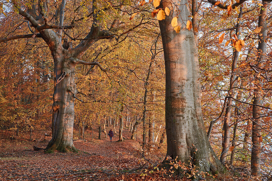 Herbst im Buchenwald auf der Insel Vilm, Insel Rügen; Ostseeküste; Mecklenburg-Vorpommern; Deutschland