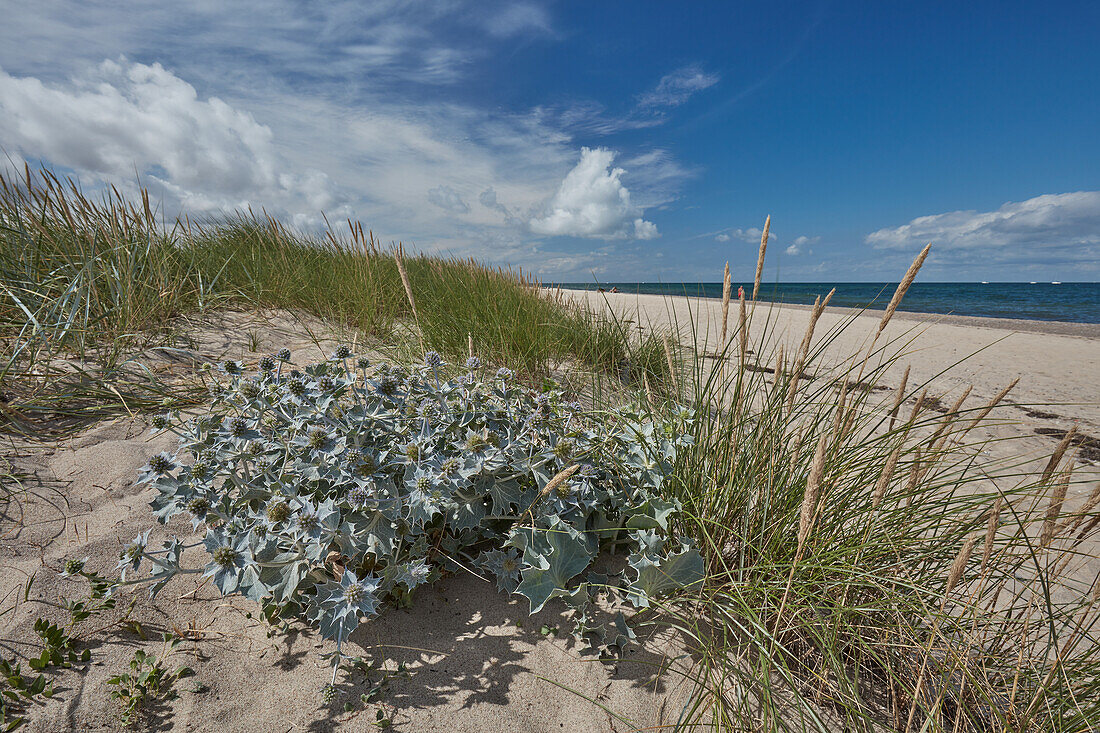 Baltic Sea coast in Kühlungsborn, Mecklenburg-Western Pomerania, Germany