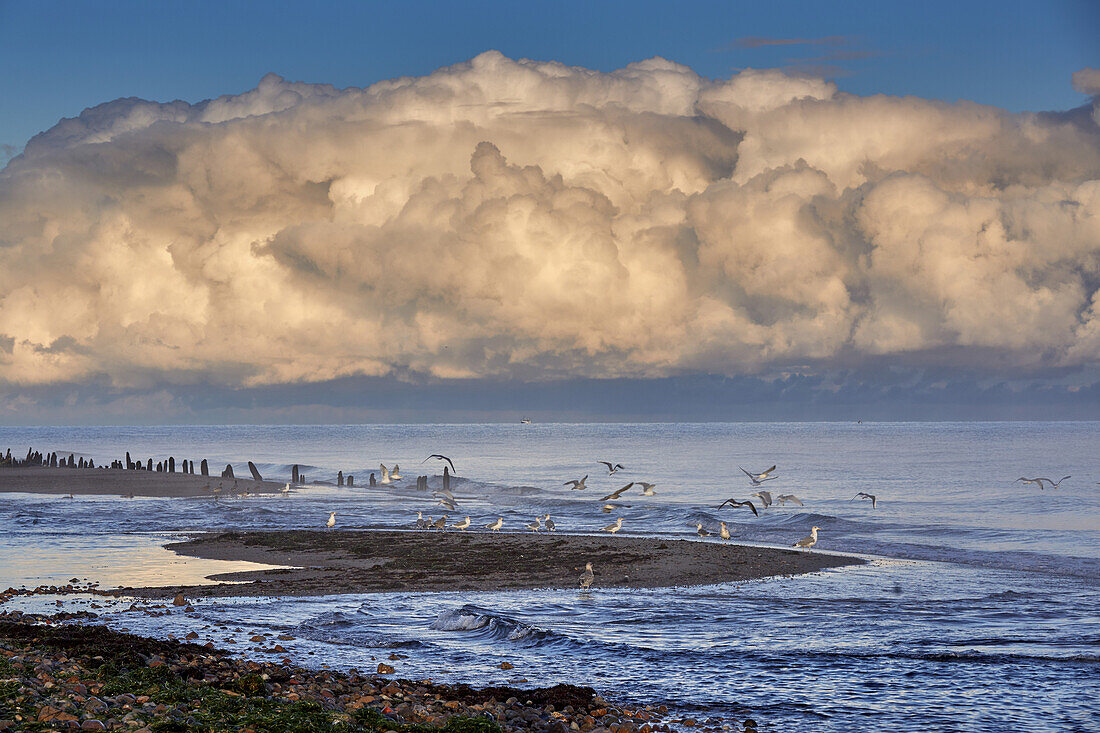 Seagulls on the beach at Kühlungsborn, Mecklenburg-Western Pomerania, Germany