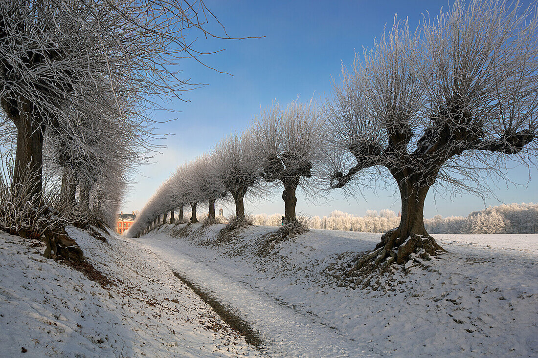 Icy Linde avenue at the Schloss Bothmer, klutz, Mecklenburg-Western Pomerania, Germany