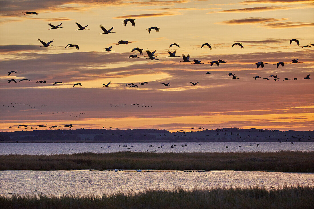 Autumn migration of cranes in the Vorpommersche Boddenlandschaft National Park, Mecklenburg-Western Pomerania, Germany