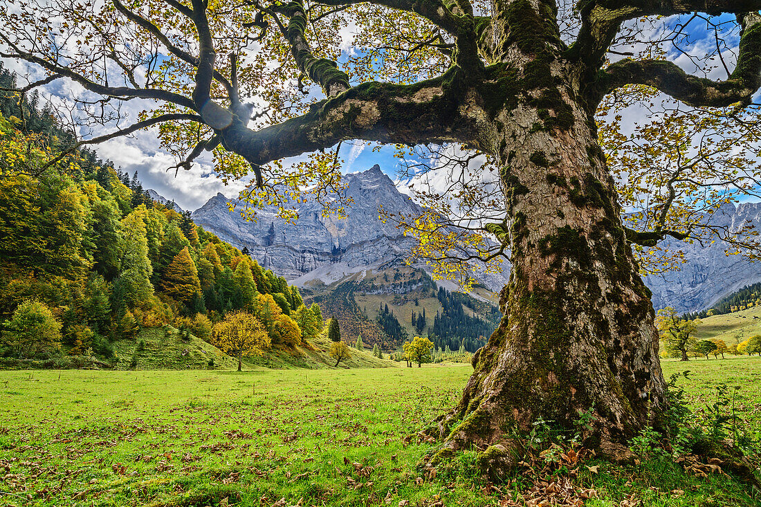 Mountain maple with Karwendel range in background, Grosser Ahornboden, Eng, Natural Park Karwendel, Karwendel range, Tyrol, Austria