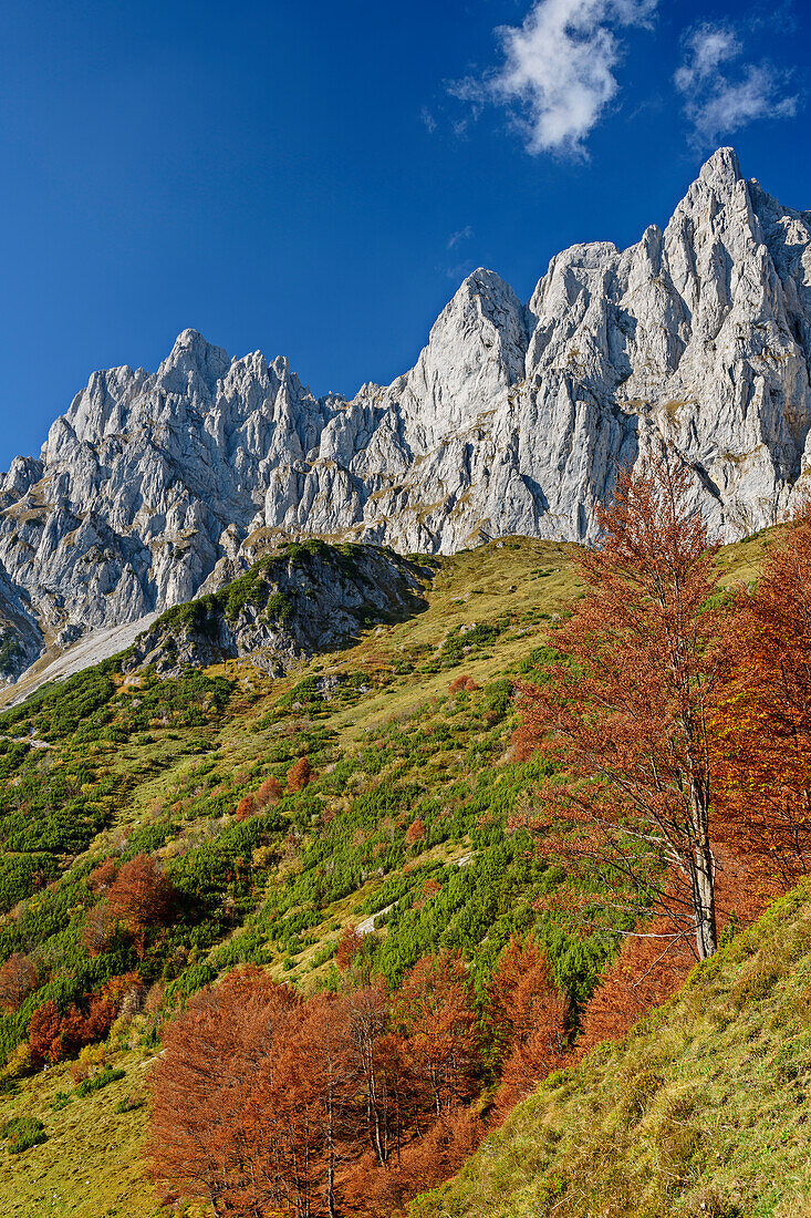 Herbstlich verfärbte Bäume vor den Südwänden des Wilden Kaisers, Wilder Kaiser, Kaisergebirge, Tirol, Österreich
