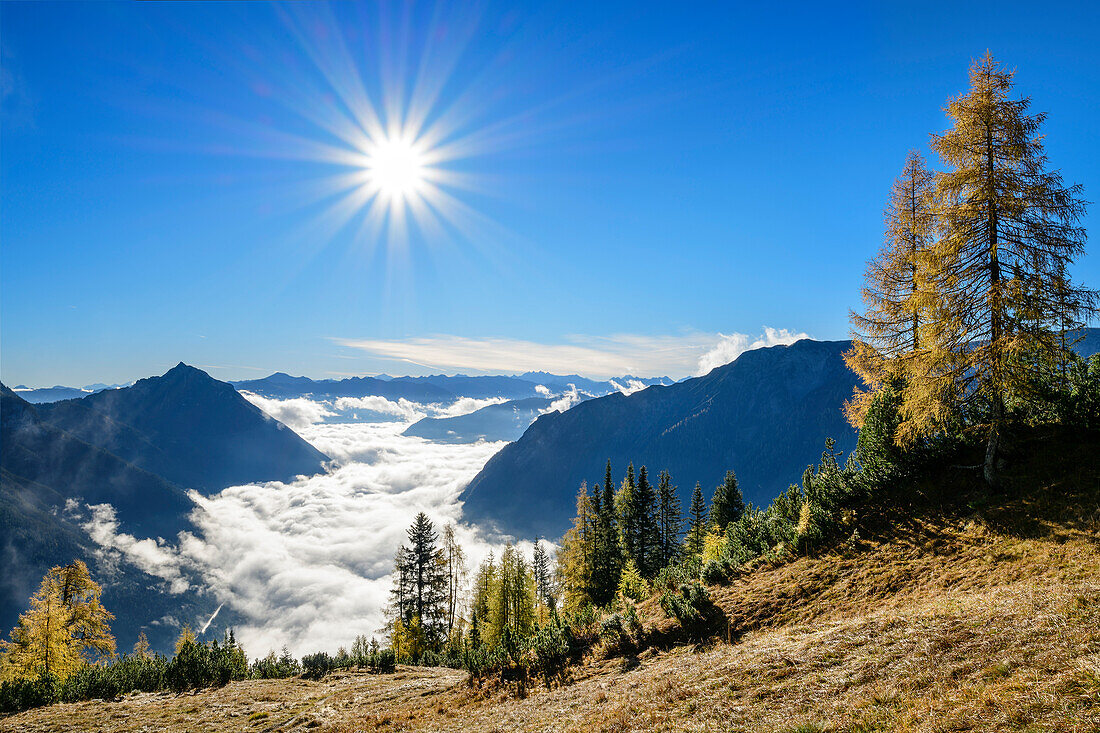Herbstlich verfärbte Lärchen mit Nebelstimmung über dem Achensee, Rofan und Karwendel im Hintergrund, Seebergspitze, Karwendel, Tirol, Österreich