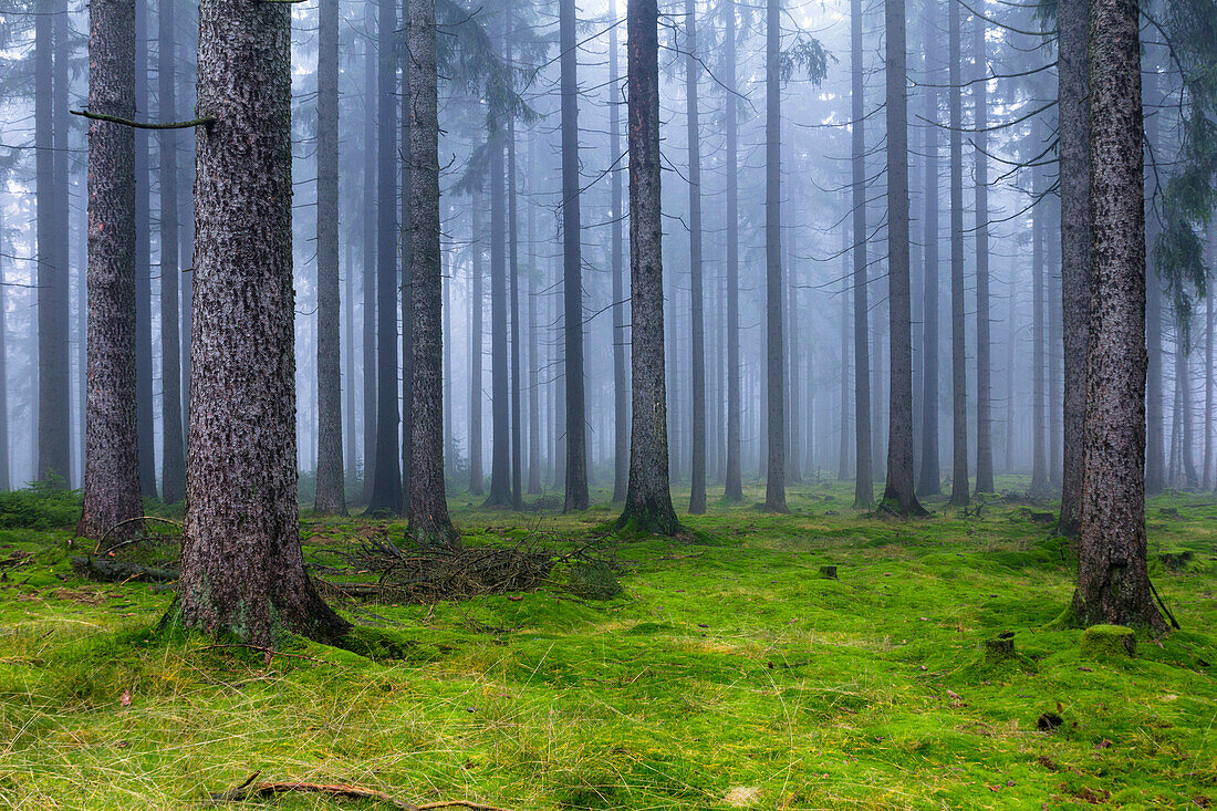 Spruce forest, Franconian Forest, Upper Franconia, Bavaria, Germany