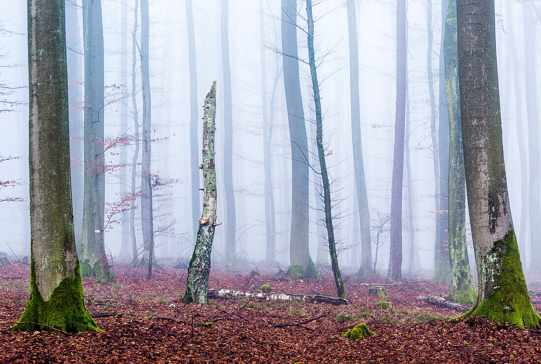 Stehendes Totholz im Buchenwald, Naturpark Spessart, Bayern, Deutschland